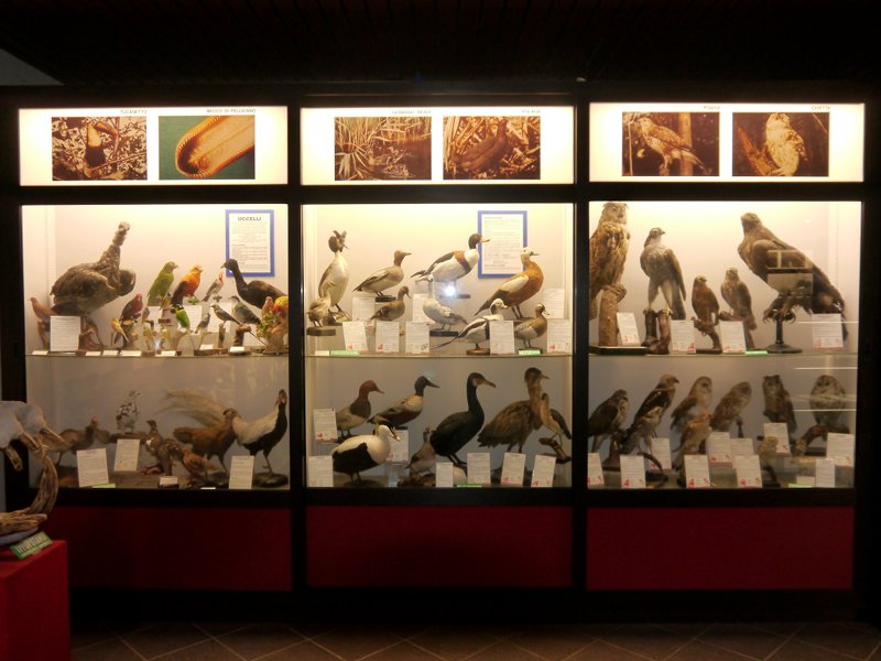 Ornitofauna tassidermizzata nel Museo scientifico Don Bosco a Lombriasco